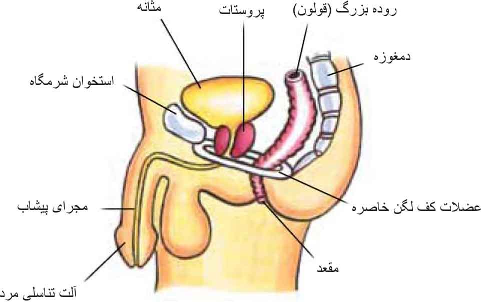 Pelvic Floor Muscles