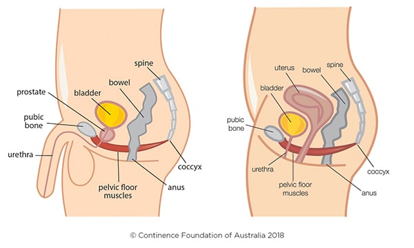 Pelvic Floor